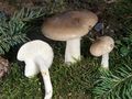 Hygrophorus agathosmus